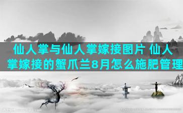 仙人掌与仙人掌嫁接图片 仙人掌嫁接的蟹爪兰8月怎么施肥管理